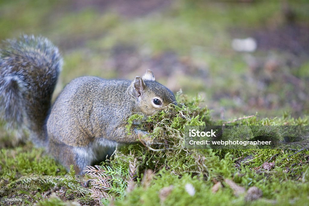 Squirrel "Squirrel with grass, canon 1Ds mark III" Activity Stock Photo