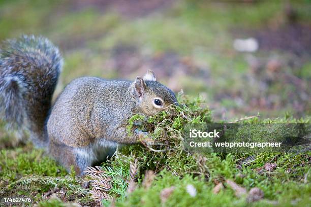 Squirrel Stock Photo - Download Image Now - Activity, Agricultural Field, Alertness