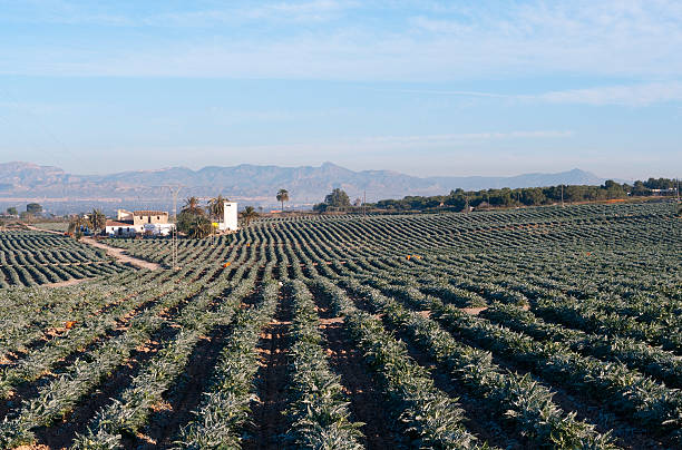 istock Artichoke fields farm field in Spain 174627535