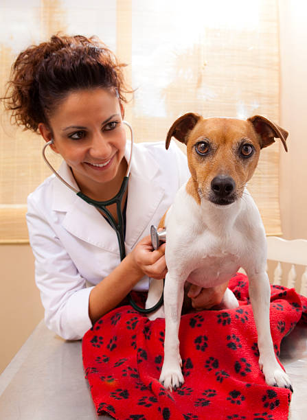 istock Vet Examines a Jack Russell 174627581