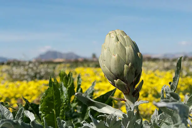 Artichoke in Spring sunshine with background of yellow flowers. Focus is on centre of artichoke.Check out my other artichoke photos.
