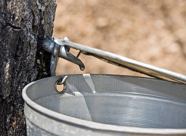 istock Maple sap drips from tap in tree trunk into pail 174627830