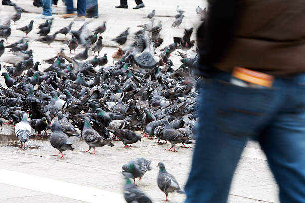 istock Pigeons at Piazza San Marco Venice 174627878