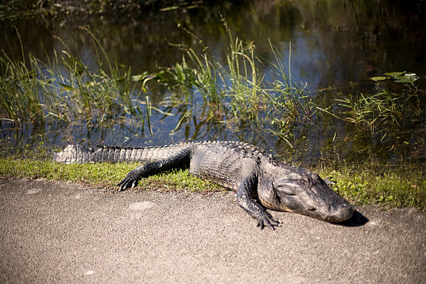 Everglade Alligator stock photo
