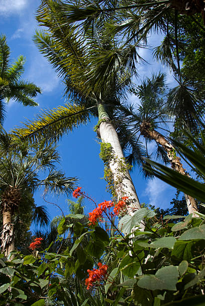 Tropical palms stock photo
