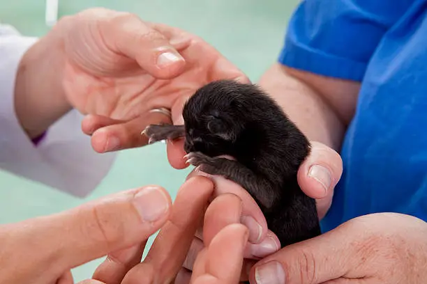 A four day old kitten is rescued by an animal hospital.