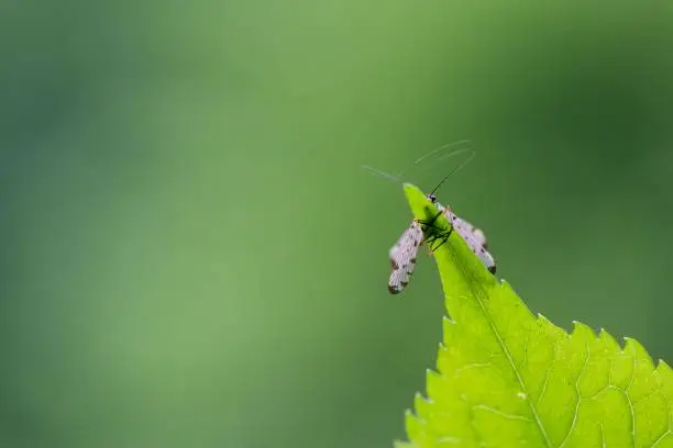 A close-up shot of a macro-insect with long antennae perched on the top of a green leaf