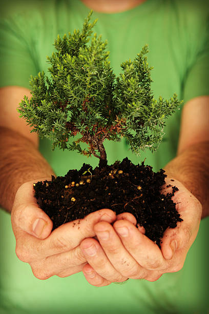 zielony wzrostu - development tree human hand bonsai tree zdjęcia i obrazy z banku zdjęć