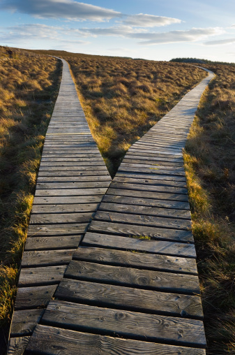 Branch in boardwalk with two paths leading off into the distance