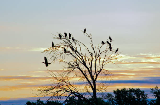 istock Waterfowl Roosting Silhouette 1746282332