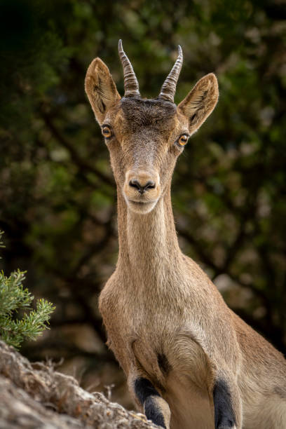 istock Iberian goats. Capra Pyrenaica Hispanica. 1746282338