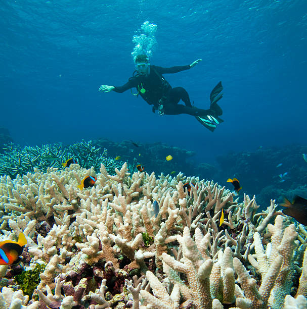 istock Diving in Great Barrier Reef. Australia 174628413