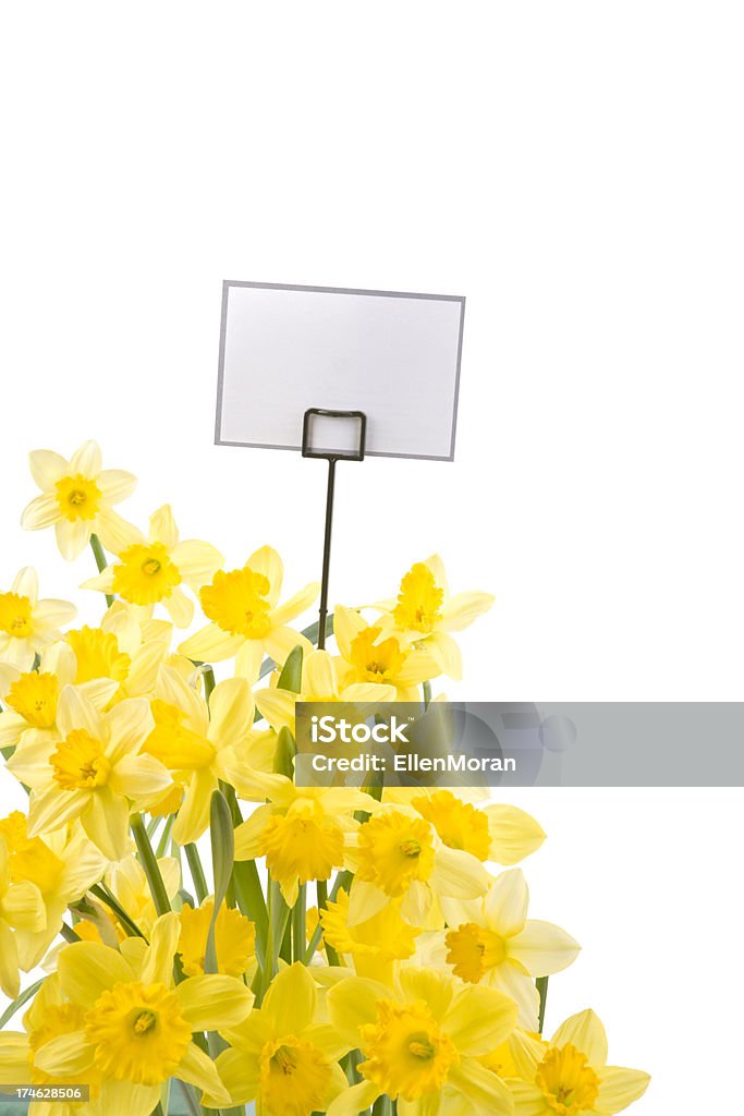 Daffodils Aislado en blanco - Foto de stock de Amarillo - Color libre de derechos