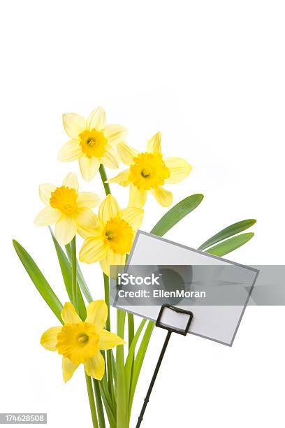 Daffodils 白で分離 - カットアウトのストックフォトや画像を多数ご用意 - カットアウト, ラッパズイセン, 人物なし