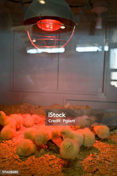 Новорожденный Baby Chicks — стоковые фотографии и другие картинки Домашние куры - Домашние куры, Молодняк птицы, Кувез