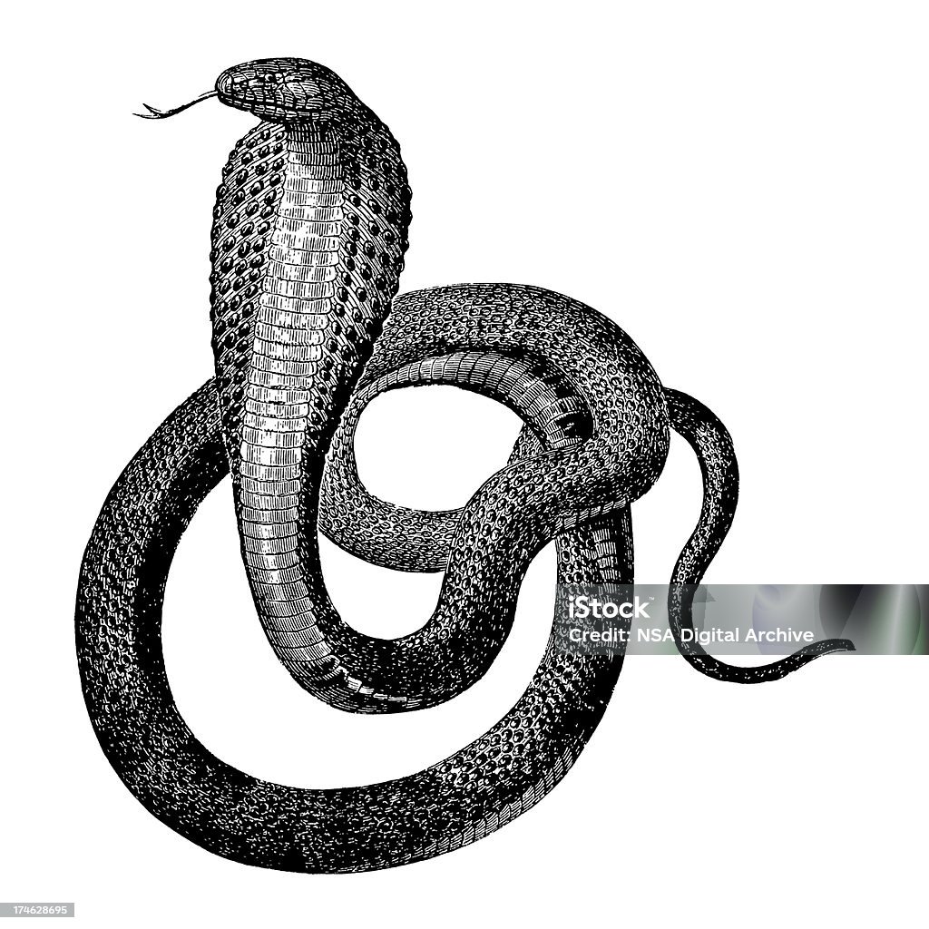 Indian Cobra - Ilustración de stock de Serpiente libre de derechos