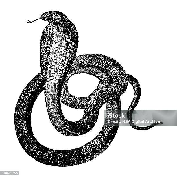 Ilustración de Indian Cobra y más Vectores Libres de Derechos de Serpiente - Serpiente, Cobra, Ilustración