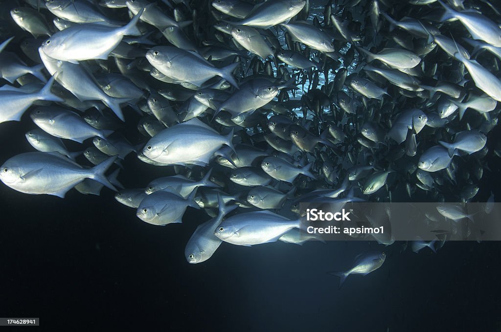 Paterns of fish "School of Blue Maomao (Scorpis violaceus) fish swim together, taken at the Poor Knights islands New Zealand" Animal Stock Photo