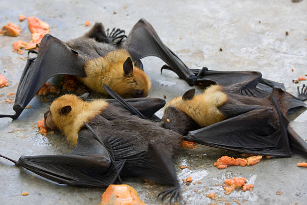 fruit bats - vleerhond stockfoto's en -beelden