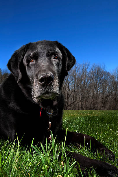 vecchio cane in cortile - dog black labrador retriever animal nose foto e immagini stock