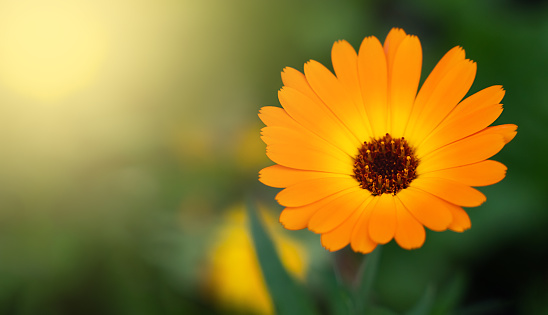 Orange calendula flower in the sunlight on a green background. Close-up. Copy space. Selective focus.