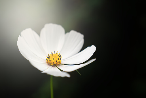 White Cosmos Flower in the sun's rays on a dark green background. Natural wallpaper. Close-up. Selective focus.