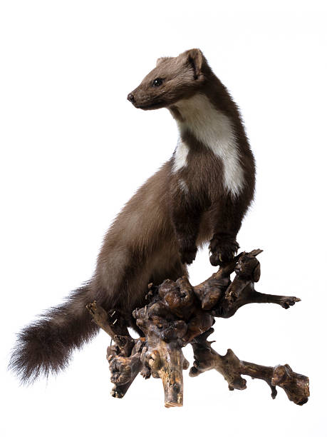 istock Pine Marten sitting isolated on white background 174629459