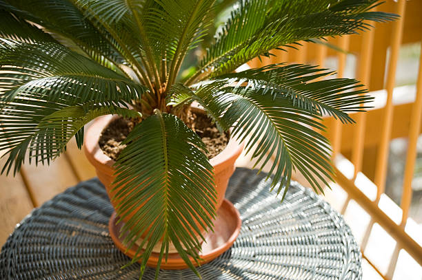 Cycas Palm stock photo
