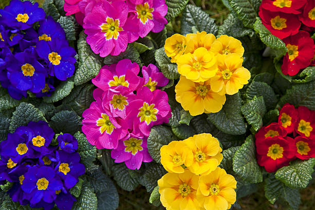 Primula # 1 XXXL "Primula, please see also my other garden flowers in my lightbox:" primula stock pictures, royalty-free photos & images