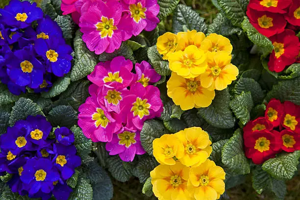 "Primula, please see also my other garden flowers in my lightbox:"