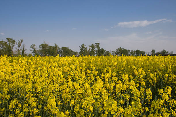 campo de canola - mustard plant mustard field clear sky sky - fotografias e filmes do acervo