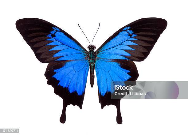 Butterfly Stockfoto und mehr Bilder von Freisteller – Neutraler Hintergrund - Freisteller – Neutraler Hintergrund, Schmetterling, Schwalbenschwanzfalter
