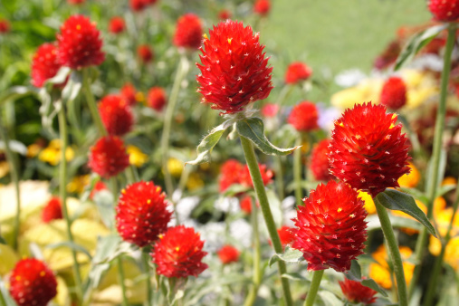 Strawberry-shaped scarlet red flowers of globe amaranth