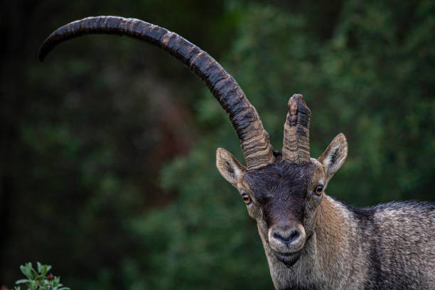 capre iberiche. capra pyrenaica hispanica. montagna di montserrat. catalogna - wild goat foto e immagini stock