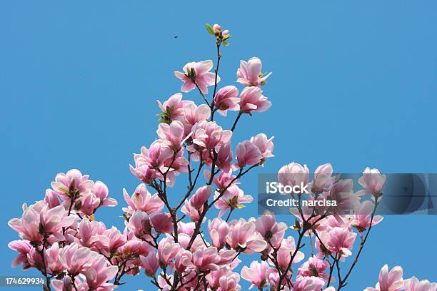 Magnolia Foto de stock y más banco de imágenes de Azul - Azul, Cielo, Flor
