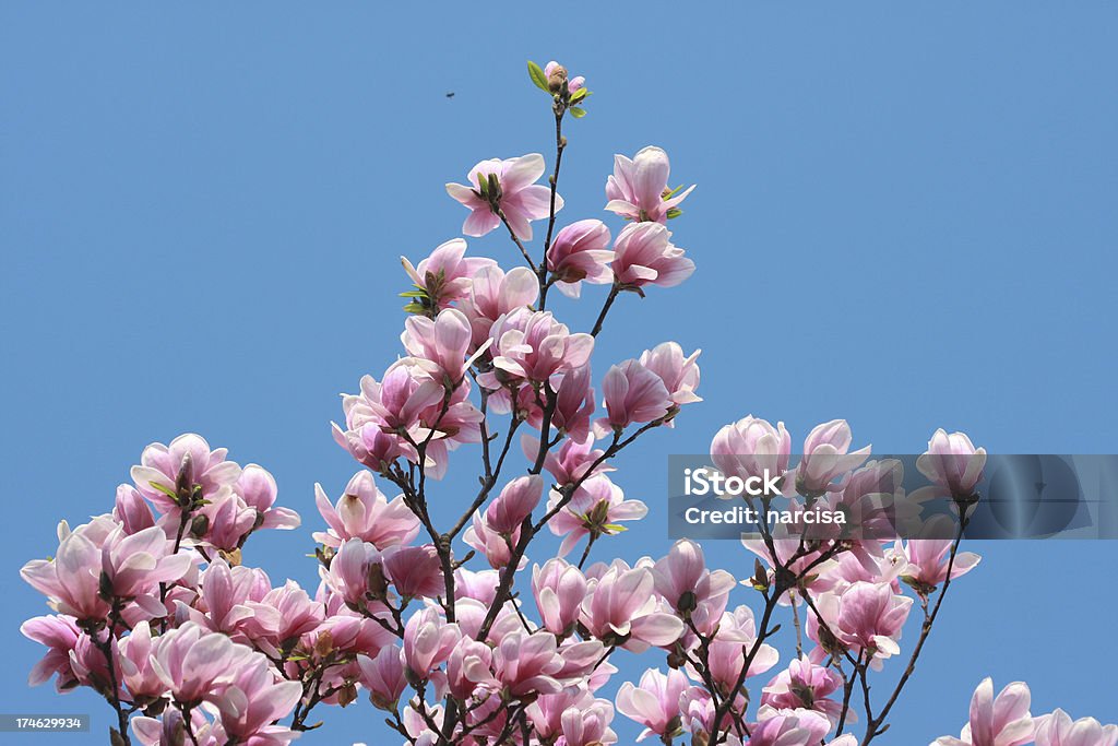 magnolias - ニシキモクレンのロイヤリティフリーストックフォト