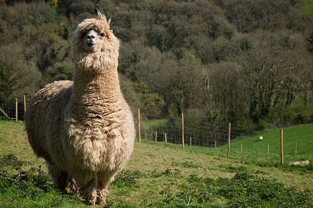 istock Alpaca Stands in Rolling Green Hills 174629937