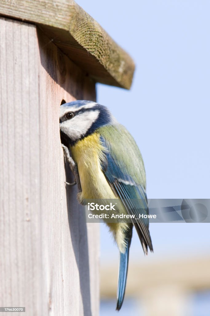 ブルーシジュウカラ科（Cyanistes caeruleus ) - 巣箱のロイヤリティフリーストックフォト