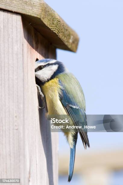 ブルーシジュウカラ科cyanistes Caeruleus - 巣箱のストックフォトや画像を多数ご用意 - 巣箱, アオガラ, イギリス