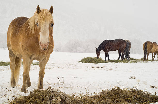 Horse in Harness, ready to pull the wagon