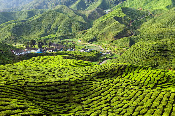 plantation de thé de cameron highlands, pahang, Malaisie - Photo