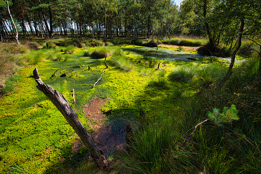 This moorland landscape can be found in the Lüneburg Heath. In some cases, agricultural land is renaturalized there. This photo shows an area that already looks very much like a moor. The green area looks firm, but that is deceptive. The bright bright green is moss, only below is the moor. Cotton grass can be seen in the middle. In the foreground you can see a dead tree on the left and a new pine shoot on the right, a beautiful contrast. Several trees form the background.
