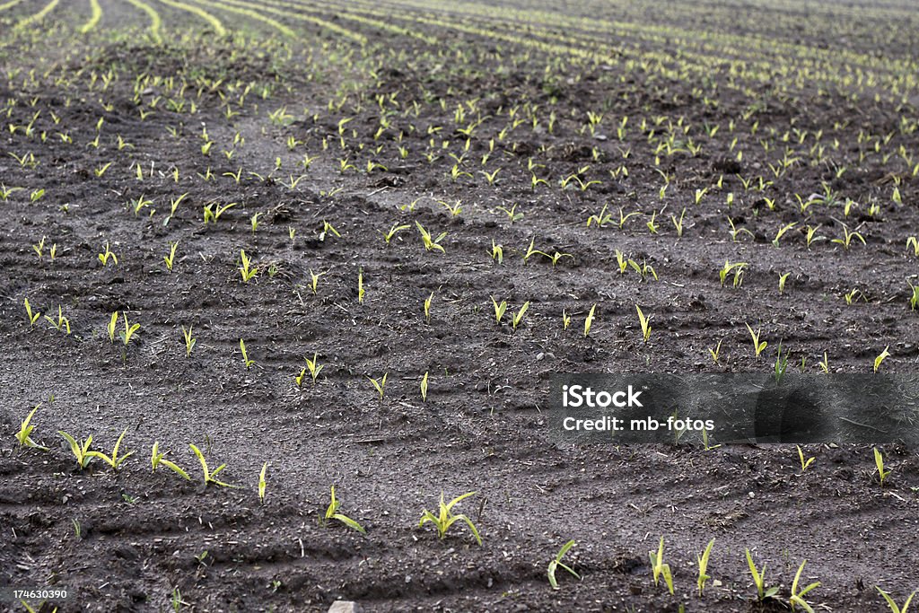 Very young corn seedlings Agricultural Field Stock Photo