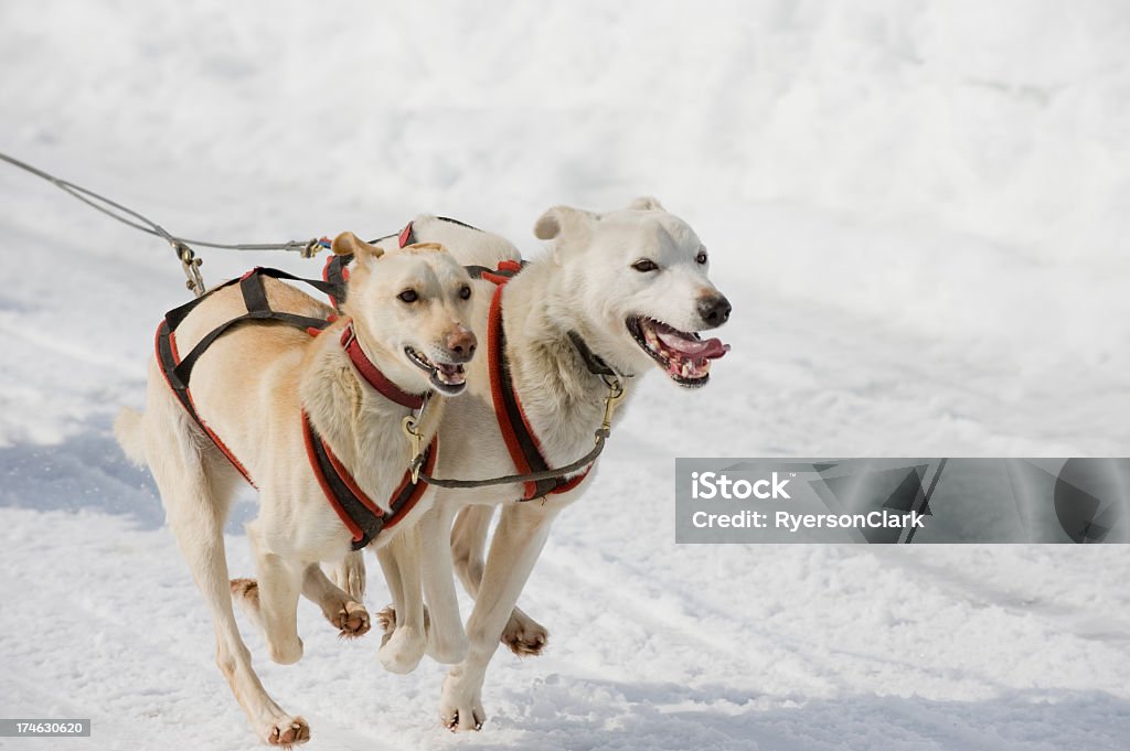 Para z sanki psów, Yellowknife. - Zbiór zdjęć royalty-free (Arktyka)