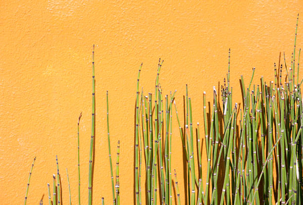 istock Horsetails Against Bright Yellow Orange Wall, Background, Copyspace 174630687