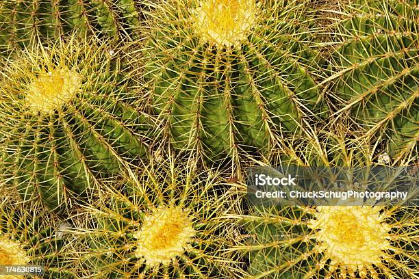 Cato Mammillaria Succulent Almofada - Fotografias de stock e mais imagens de Afiado - Afiado, Agulha - Parte de planta, Ambiente vegetal
