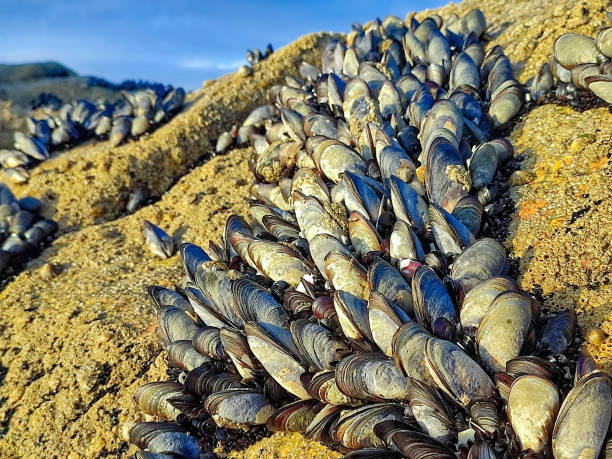 A breathtaking view of tide pools along the rugged coastline of South Africa. Mussels, colorful algae, and marine flora thrive in this aquatic paradise, showcasing the natural beauty and biodiversity of Africaâs shores.