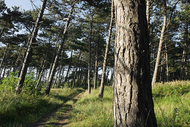 Forest at the coast of Wijk aan Zee (Netherlands) stock photo