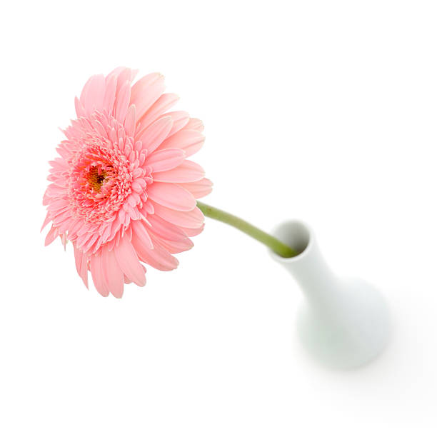 istock Flower in Vase Isolated on White 174631090
