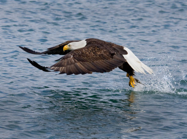 istock Bald Eagle Fishing, Alaska 174631204